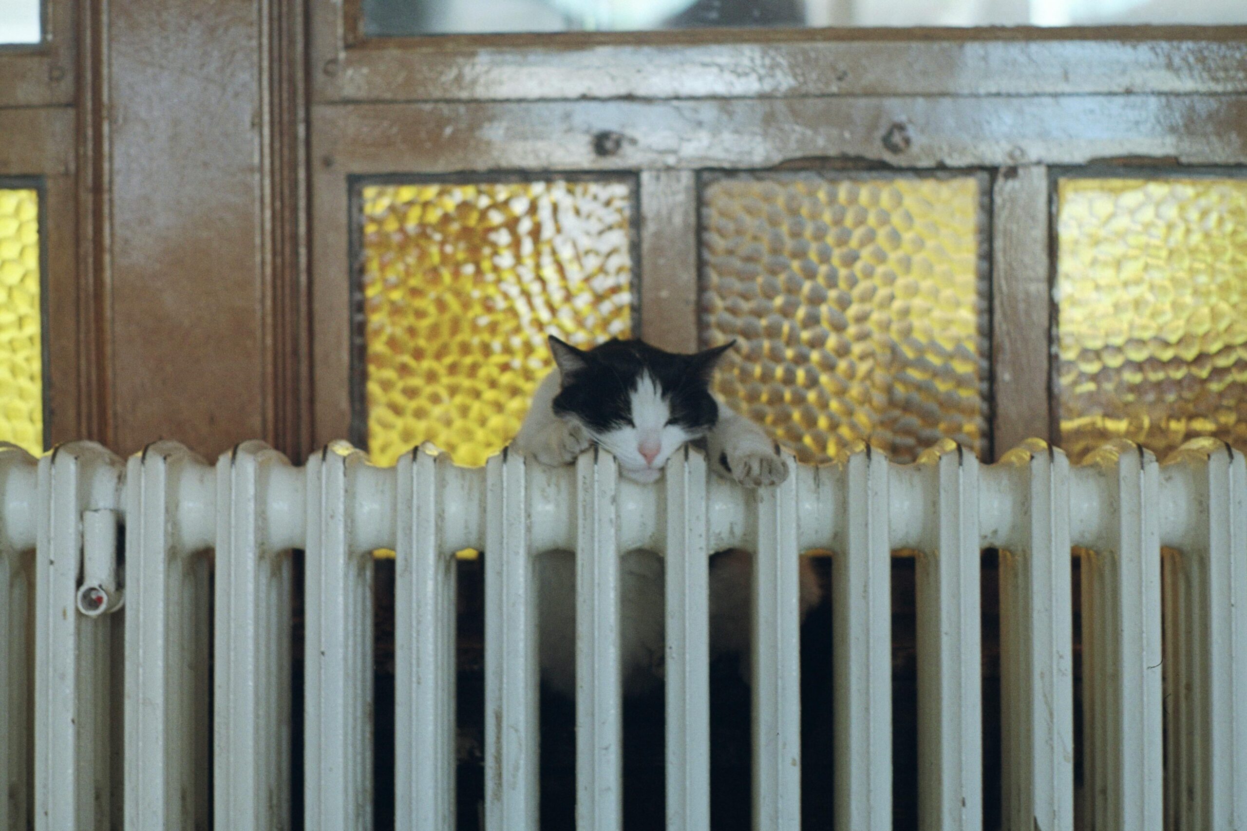 A cat perched on top of a ceramic indoor heater.